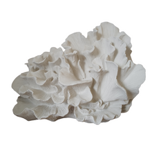 Load image into Gallery viewer, Wave Coral