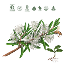 Load image into Gallery viewer, Koala Eco Natural Body Wash