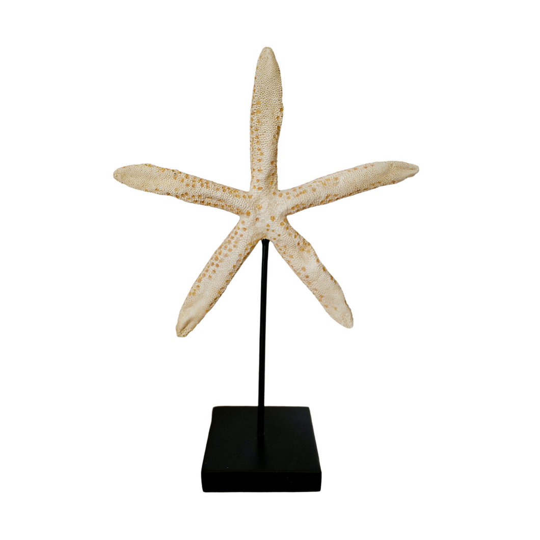 Star Fish on a Stand