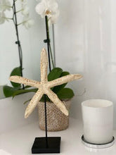 Load image into Gallery viewer, Star Fish on a Stand
